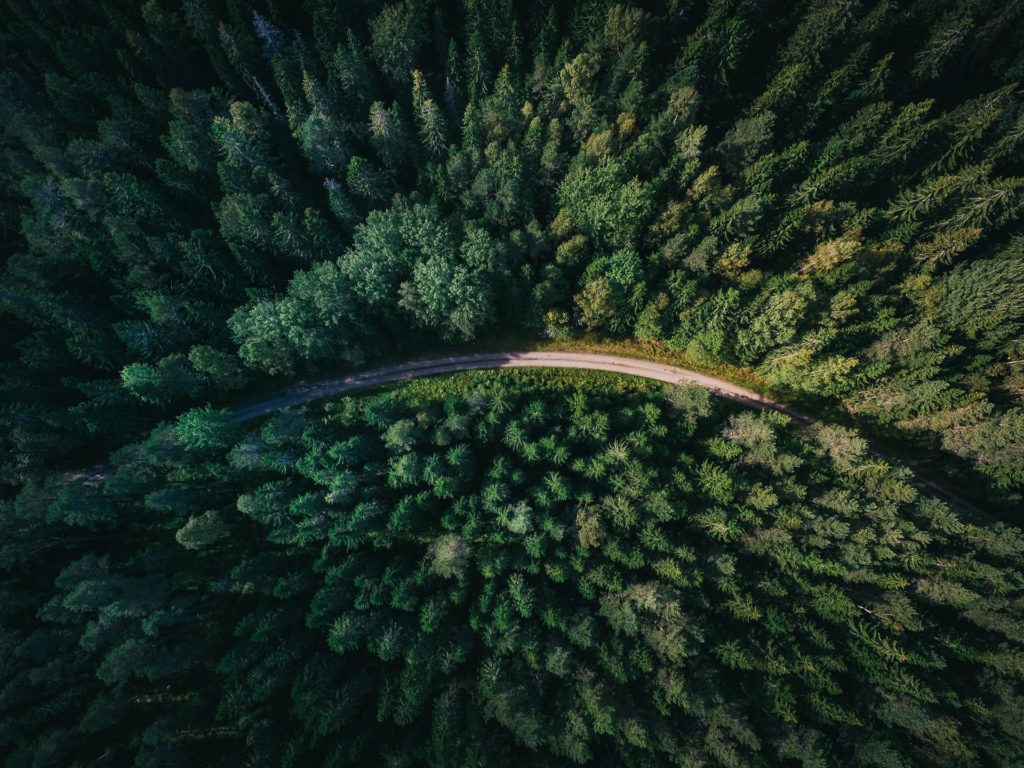 An overhead areal photo of the forest with a road splitting down the middle